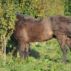gras