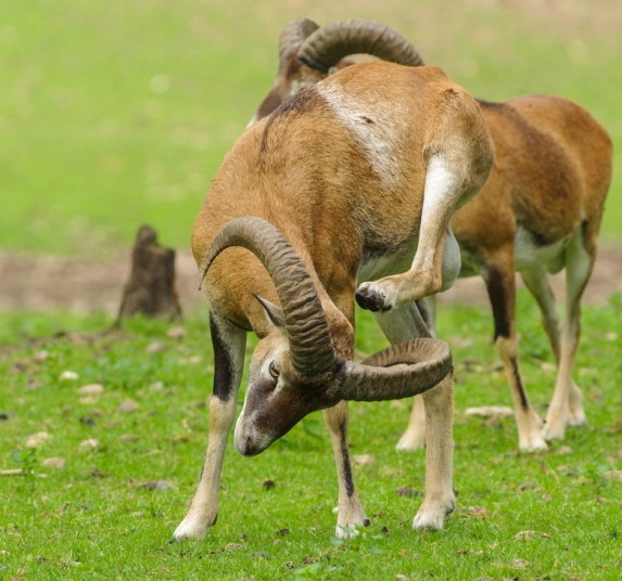 achter de oren krabben