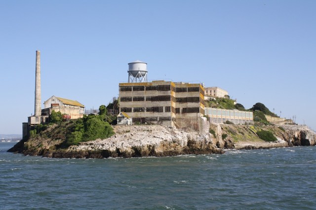 alcatras